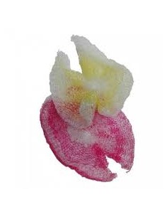 ESTROPAJO MOÑA MALLA