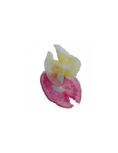 ESTROPAJO MOÑA MALLA 1U