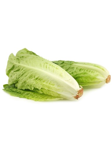 LECHUGAS LARGAS 2U