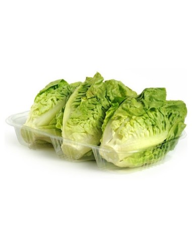 LECHUGAS BABY BANDEJA
