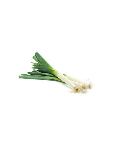 PUERROS FRESCOS