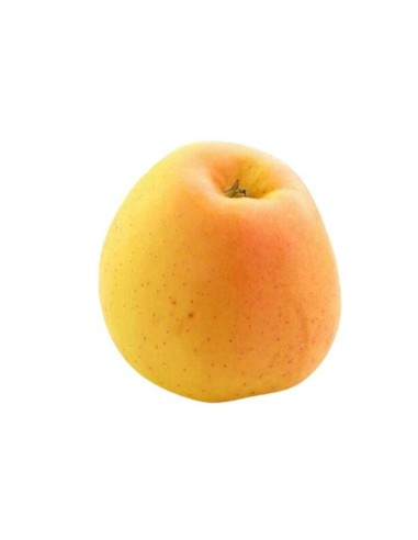 MANZANA GOLD ROSE